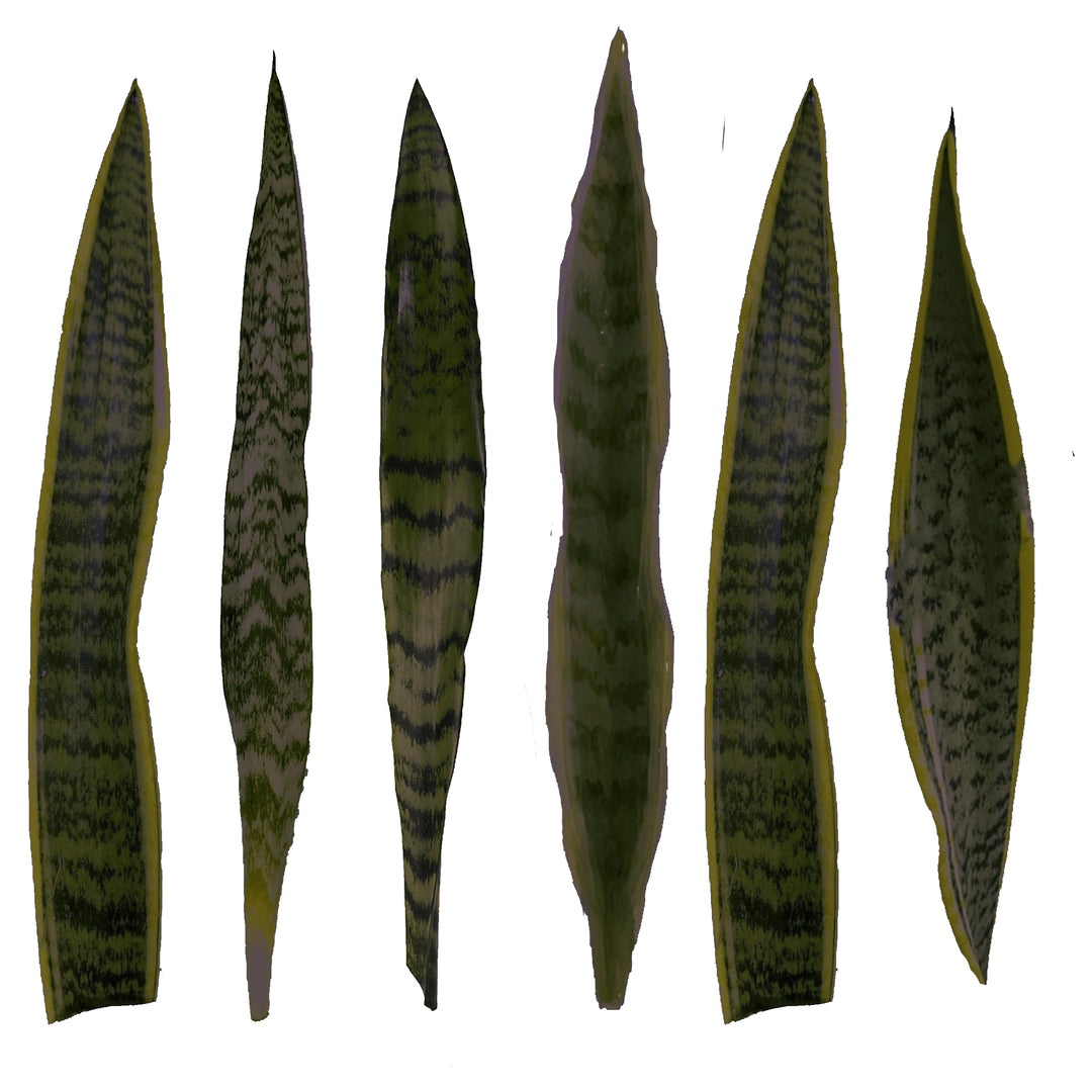 Sansevieria Faux Plant