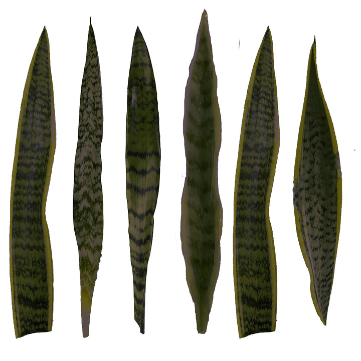 Sansevieria Faux Plant