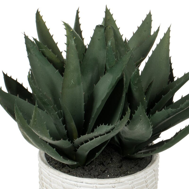 Succulent in Pot