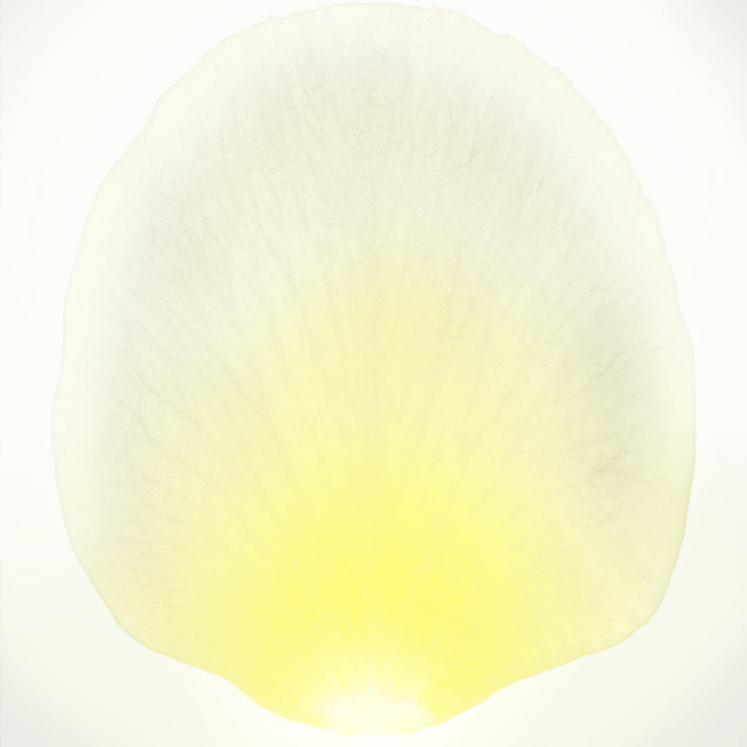 White Real Touch Rose Arrangement In Round Glass Vase