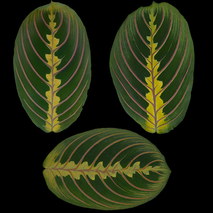 Faux Wandering Prayer Potted Houseplant