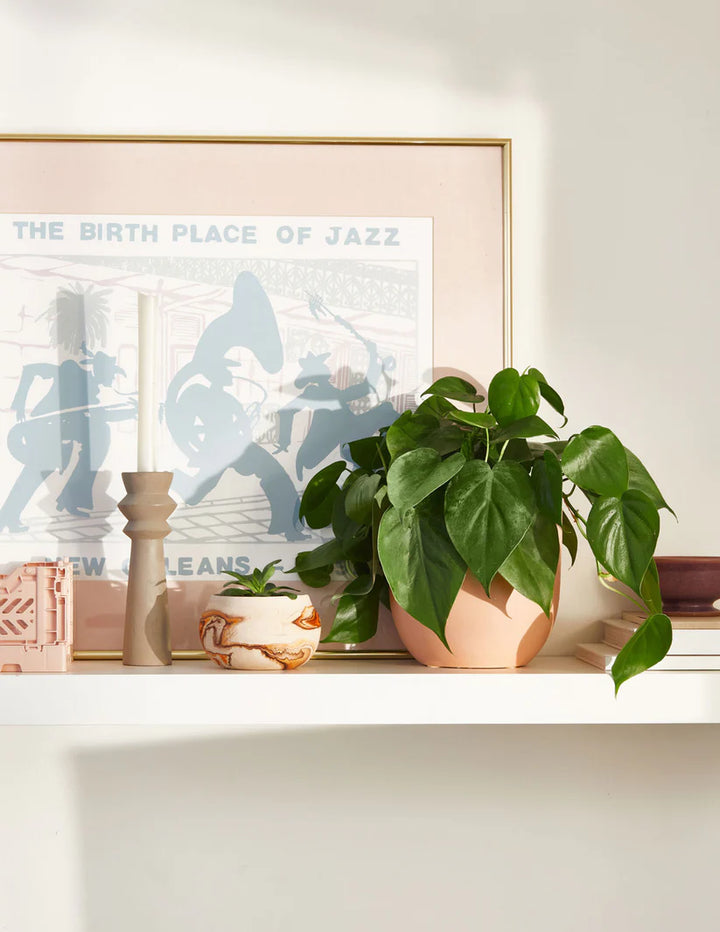 Philodendron Green