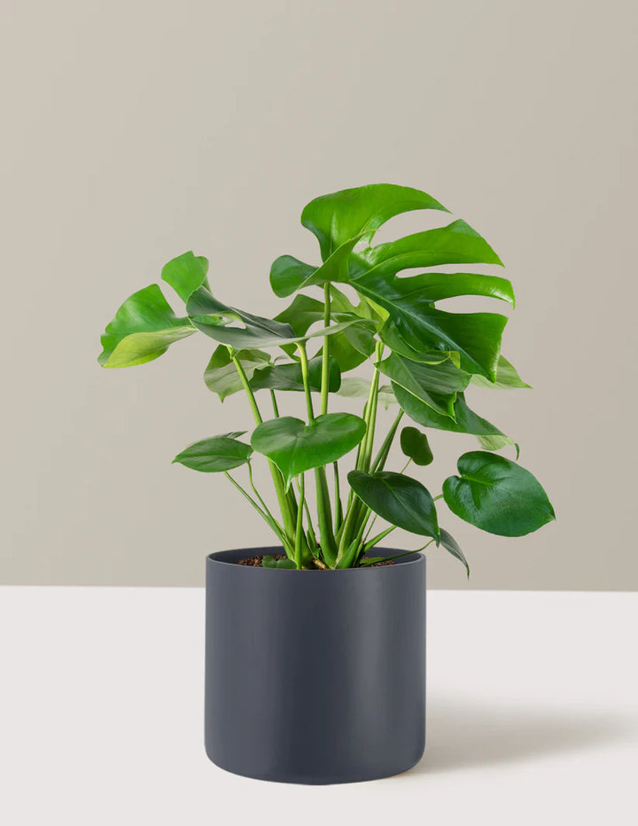 Monstera Deliciosa Acadia planter