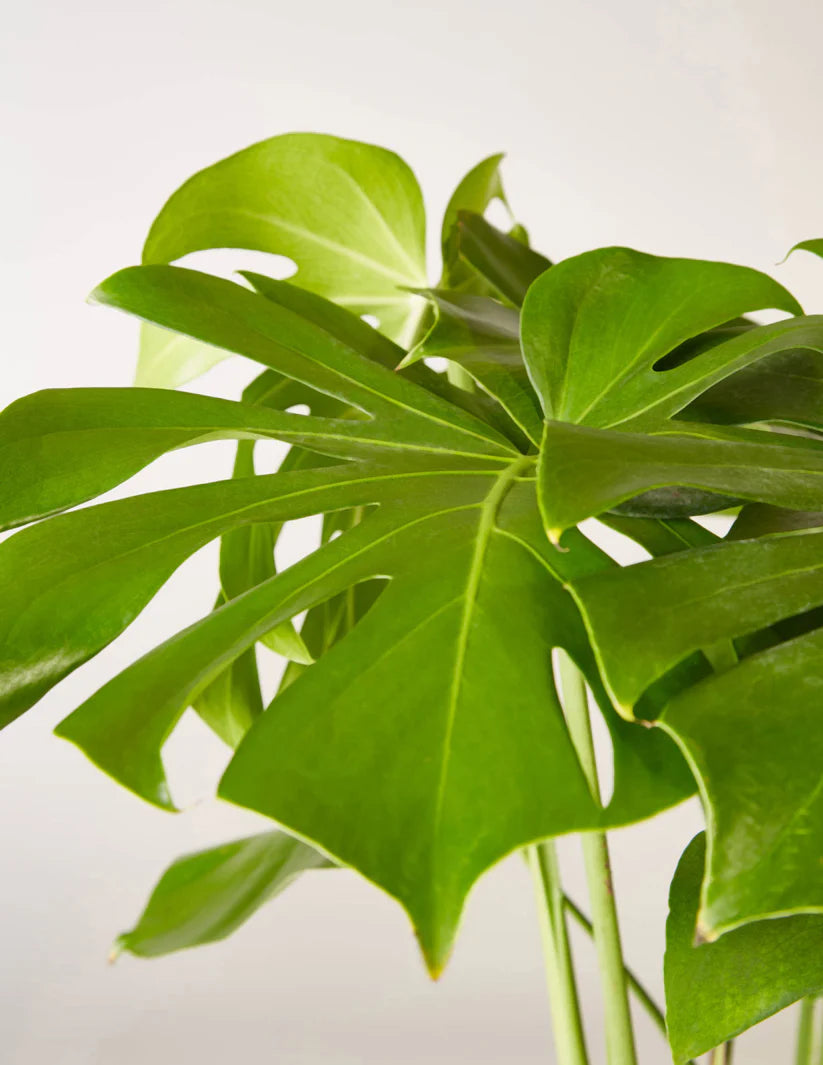 Monstera Deliciosa Acadia planter