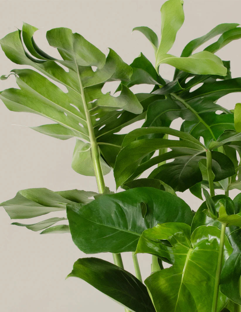 Monstera Deliciosa Acadia planter