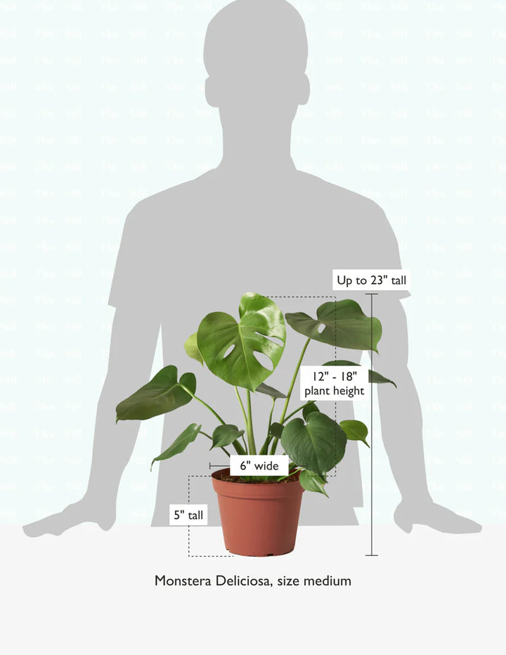 Monstera Deliciosa Acadia planter