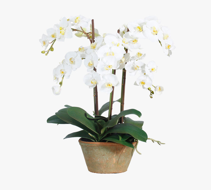 Faux Phalaenopsis In Planter