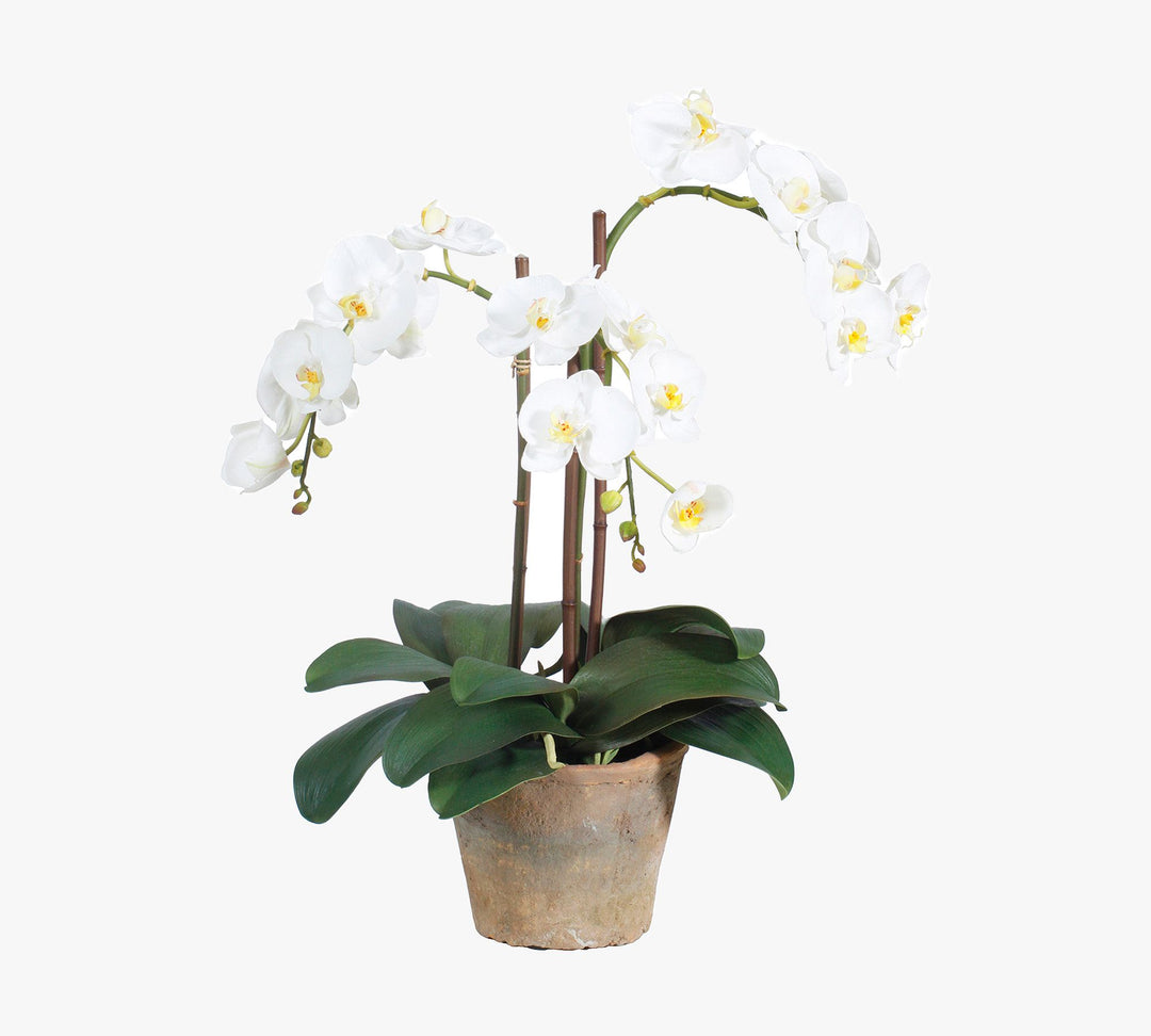 Faux Phalaenopsis In Planter